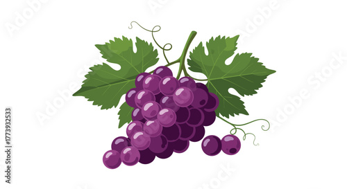 Bunch of fresh purple grapes with green leaves isolated on white background.