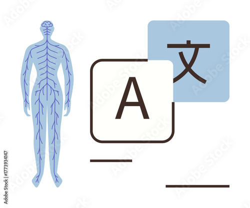 Human nervous system diagram beside alphabet and multilingual characters. Ideal for language, healthcare, neurology, education, learning, communication, translation. Simple flat metaphor