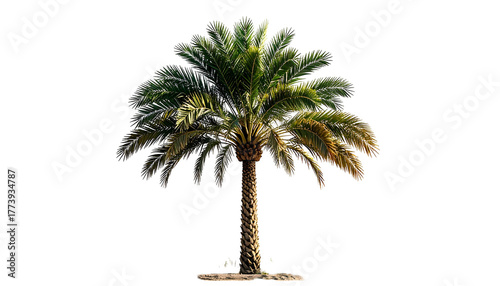 Isolated image of a palm tree, green fronds, brown trunk, on a black background
