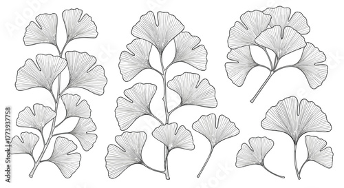 Detailed botanical illustrations of ginkgo biloba leaves and branches in a vintage woodcut style, perfect for elegant nature-inspired designs and educational materials.