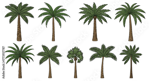 A collection of stylized green palm trees, featuring different leaf patterns and trunk textures, rendered in a hand-drawn engraving style, perfect for tropical designs and summer themes.