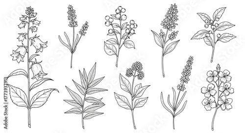 A set of hand-drawn botanical illustrations featuring various flowering plants, herbs, and berries, presented in a detailed vintage sketch style, perfect for educational or decorative purposes.