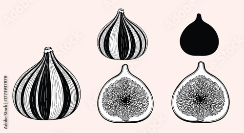 Detailed botanical illustrations of fresh figs, showcasing both whole fruits with striped patterns and cross-sections revealing their intricate internal structure.