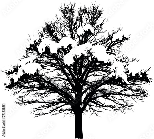 Bare Winter Tree Silhouette with Snow Covered Branches