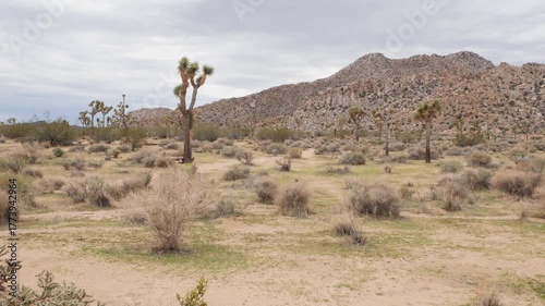 Joshua Tree National Park (pan right) near Twentynine Palms during a summer season in California, USA