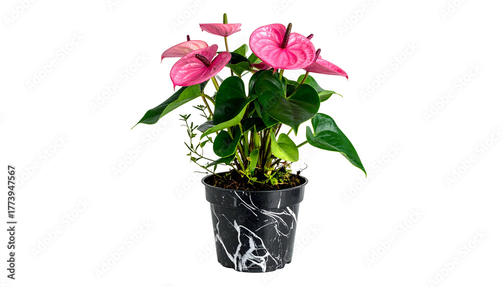 custom made wallpaper toronto digitalA vibrant potted anthurium plant with pink spathes and glossy green leaves