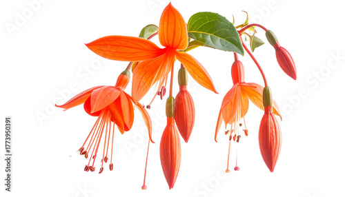 Close-up of vibrant orange fuchsia blossoms with dangling buds and green leaves against black