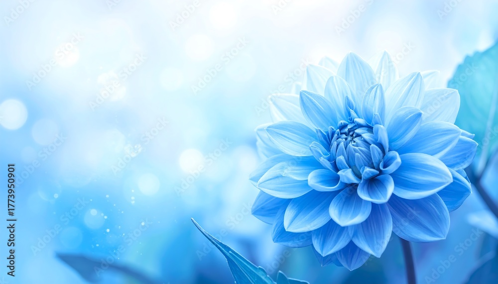 Obraz premium Beautiful Light Blue Dahlia Flower Closeup.