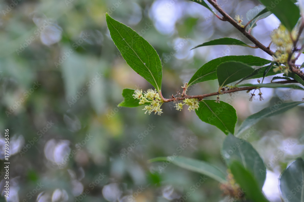 Obraz premium Xylosma congesta, an evergreen shrub or small tree with sharp thorns and glossy green leaves.