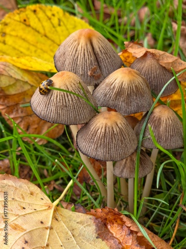 a family of mushrooms with a beetle in autumn leaves and on a green grass