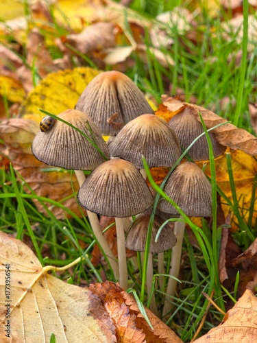a family of mushrooms with a beetle in autumn leaves and on a green grass