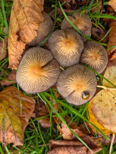 a family of mushrooms with a beetle in autumn leaves and on a green grass
