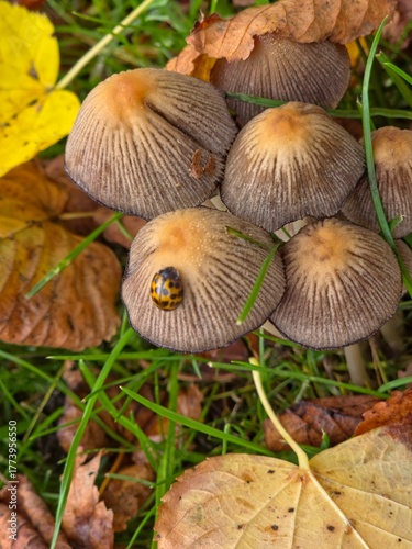 a family of mushrooms with a beetle in autumn leaves and on a green grass