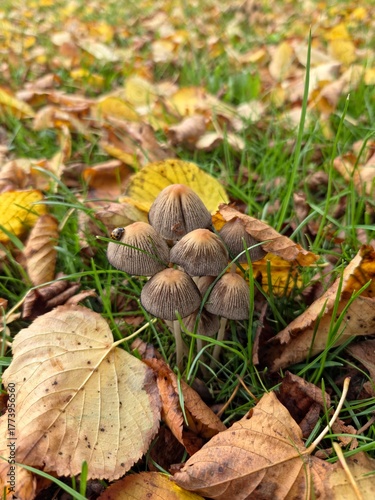 a family of mushrooms with a beetle in autumn leaves and on a green grass
