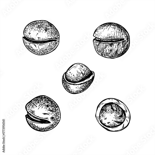 Hand drawn monochrome macadamia nuts clip art vector illustration painted by black inks. Healthy nuts in shell etching drawing set. Raw food for packaging, cookbooks, health blogs, website design