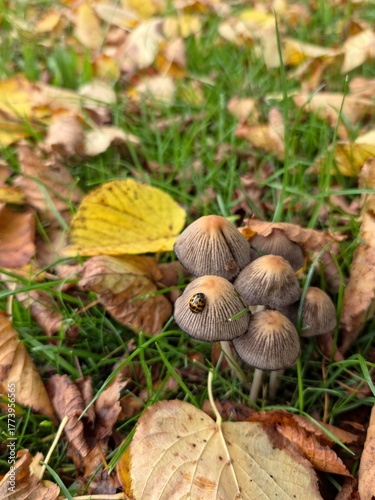 a family of mushrooms with a beetle in autumn leaves and on a green grass