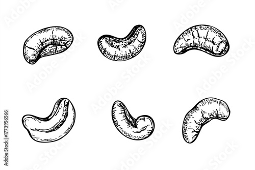 Cashew nuts set monochrome vector isolated line art black ink sketch. Healthy peeled kernel illustration. Exotic healthy superfood for packaging, for fitness website designs, culinary posters