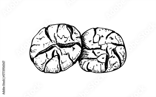 Monochrome two cracked cookies vector isolated illustration painted by black inks. Traditional Italian, American or Moroccan cookies etching drawing. Hand drawn biscuit line art for menu, recipe