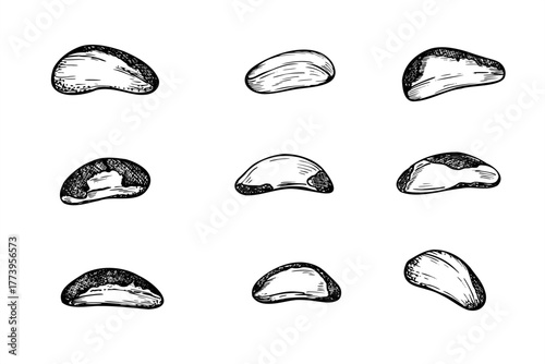 Hand drawn Brazil nut set monochrome vector black and white illustration. Healthy peeled nuts realistic graphic sketch. Raw ingredients for food packaging, cookbooks, health blogs, website design
