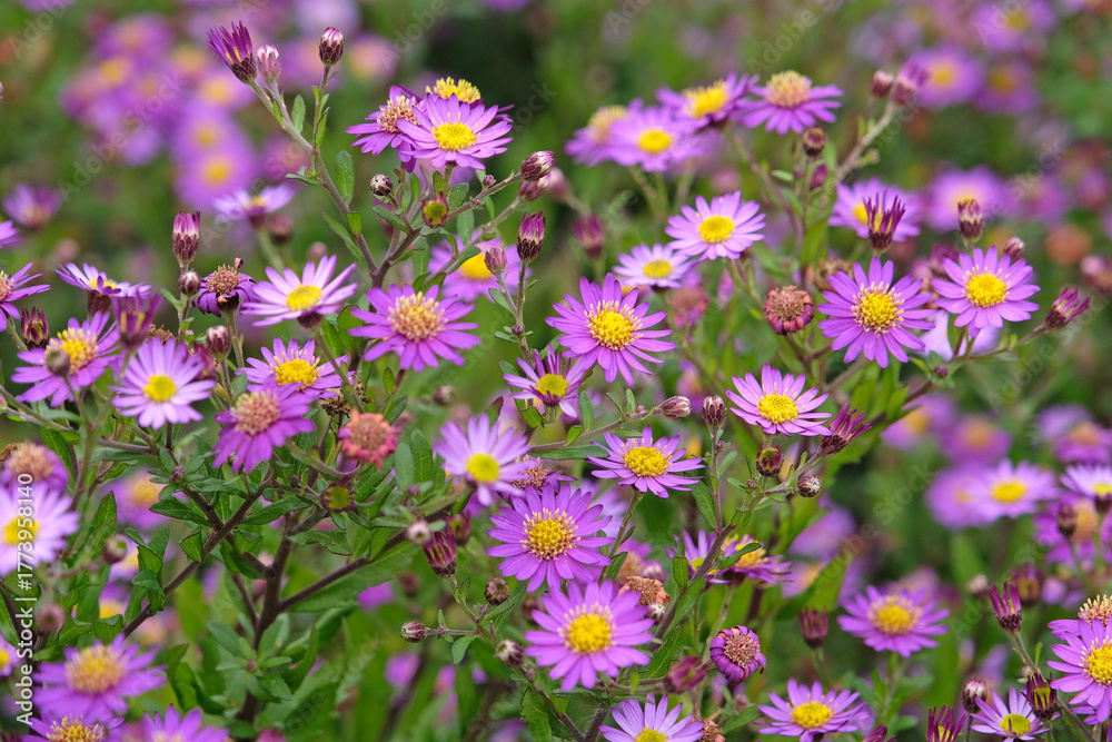 Obraz premium Purple Aster ageratoides 'ezo murasaki' in flower.