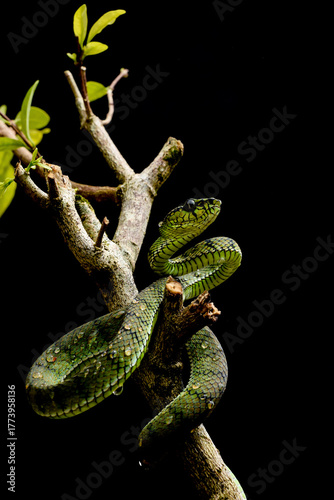 Green tree venomous snake with black background. It's a trimeresurus sumatranus. 