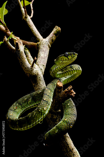 Green tree venomous snake with black background. It's a trimeresurus sumatranus. 