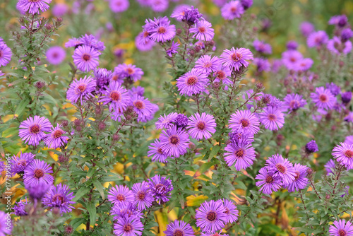 Deep purple Aster novi belgii, or New England Aster, ‘Purple Dome’ in flower.