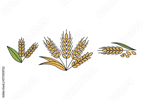 Golden wheat stalks harvested agriculture food ingredient organic grain vector