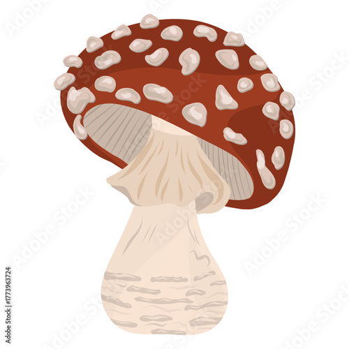 Fly agaric, amanita mushroom vector illustration. Hand drawn detailed toadstool. Mushroom, forest element