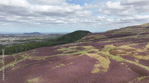 Flyover drone shot purple heather moorland Pentland Hills with Arthur's Seat distance view summer Scotland