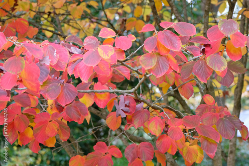 The red and pink autumn leaves of the Hamamelis x Intermedia, witch hazel ‘Orange Peel’.