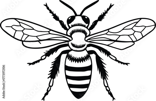 vector illustration of a wasp