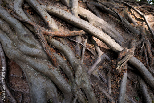 roots intertwining deeply, ancient roots twist over soil, weathered roots intertwine with rocky ground