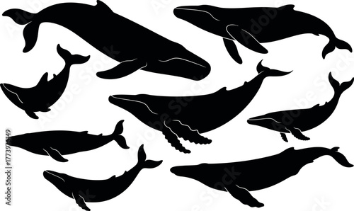 Black silhouette of humpback whales swimming on white background vector image