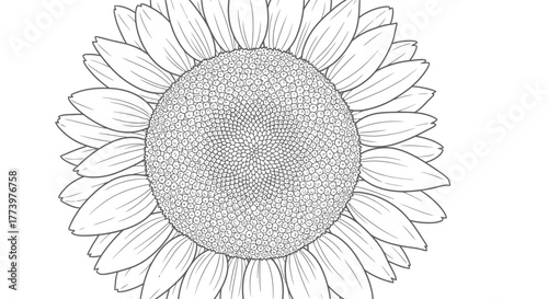 Detailed Sunflower Line Art Illustration for Coloring Books and Educational Resources: A Botanical Study Ideal for Relaxation and Creative Projects