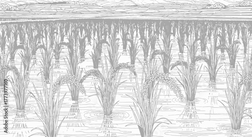 Serene Monochrome Rice Paddy Field Illustration showcasing agricultural landscape for promoting sustainable farming, rural tourism, or educational materials