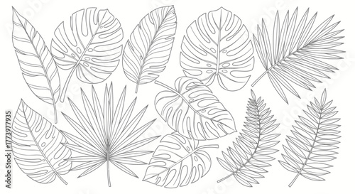 Tropical foliage line art collection featuring monstera, palm, and fern leaves for botanical designs, coloring pages, and creative projects.
