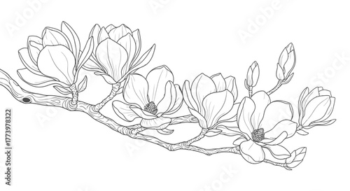 Delicate Magnolia Branch Line Art Illustration for Botanical Studies, Coloring Pages, and Elegant Wedding Invitations Design Projects.