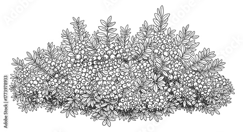 Detailed Botanical Illustration of a Berry Bush, Perfect for Garden Design, Landscaping Plans, and Educational Botanical Studies