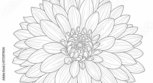 Detailed Dahlia Flower Outline Illustration for Coloring Books, Botanical Studies, and Creative Design Projects with Intricate Petal Arrangement.