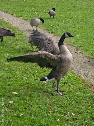 snow and canada geese on a green grass 
