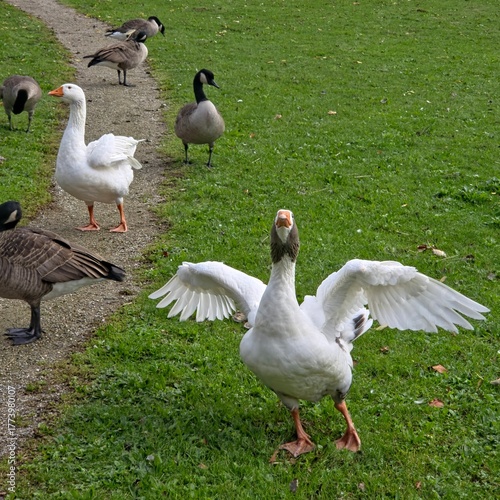 snow and canada geese on a green grass 