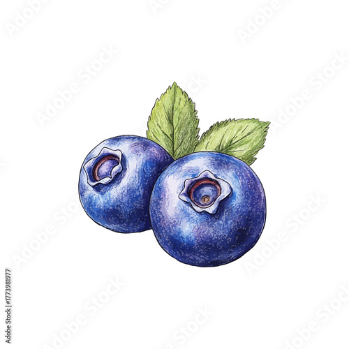 blueberry hand drawn vector illustration