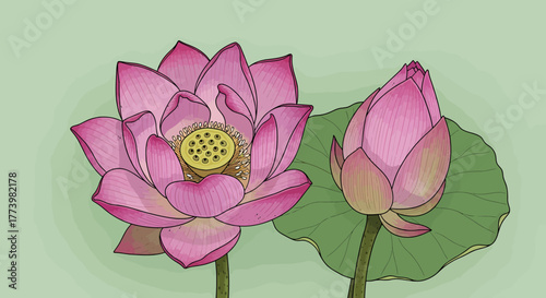 Two lotus flowers, one open and one bud, against a light green background