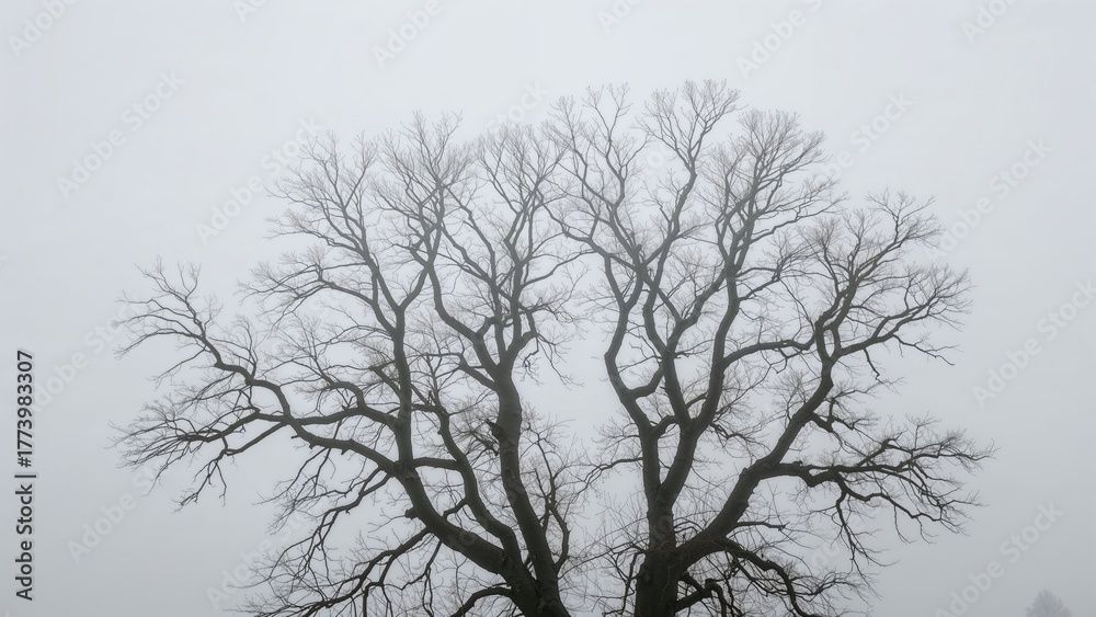 Obraz premium A leafless tree against an overcast sky.
