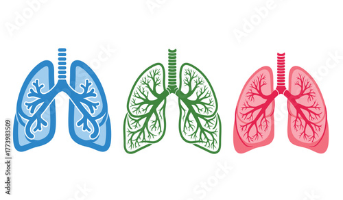 Stylized anatomical illustration of human lungs in blue, green, and pink, representing healthy respiratory system organs.