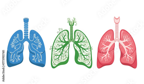 Human respiratory system lungs illustration, anatomy, health, breathing, and internal organs, symbolizing life and wellness.