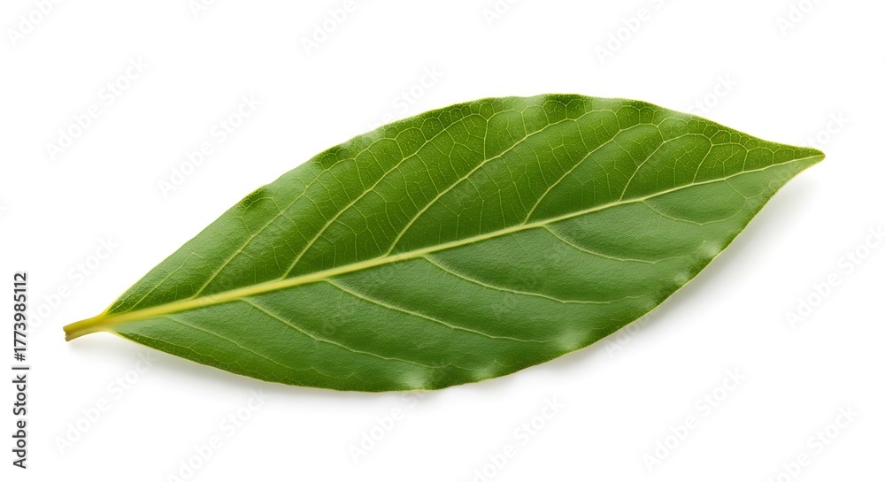 Obraz premium Close-up of a Vibrant Green Leaf with Intricate Veins