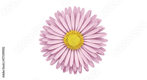 A delicate pink daisy-like flower, with abundant soft petals encircling a vivid yellow center, beautifully presented in a clean, isolated view on a pure white background.
