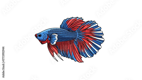 Vibrant Betta Fish Illustration with Flowing Red and Blue Fins - Exotic Aquatic Pet Art Graphic